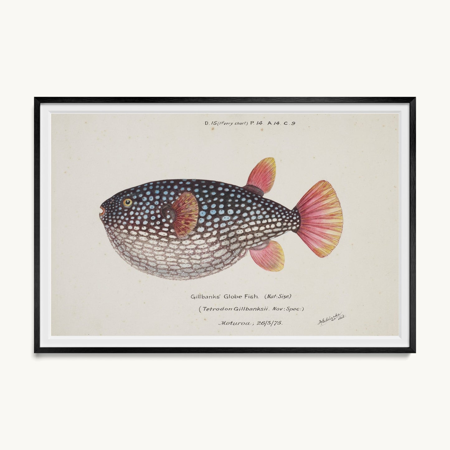 Arothron gillbanksii (Gillbanks' Globe Fish)