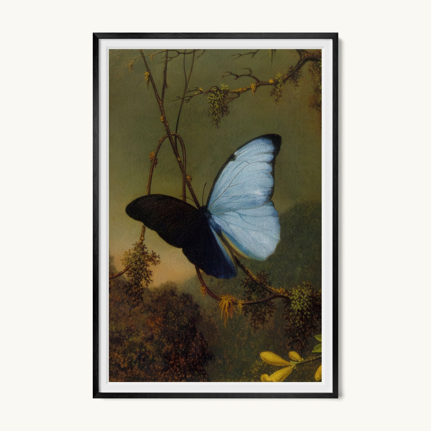 Blue Morpho Butterfly