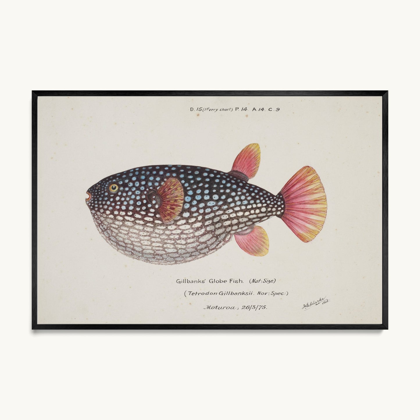 Arothron gillbanksii (Gillbanks' Globe Fish)