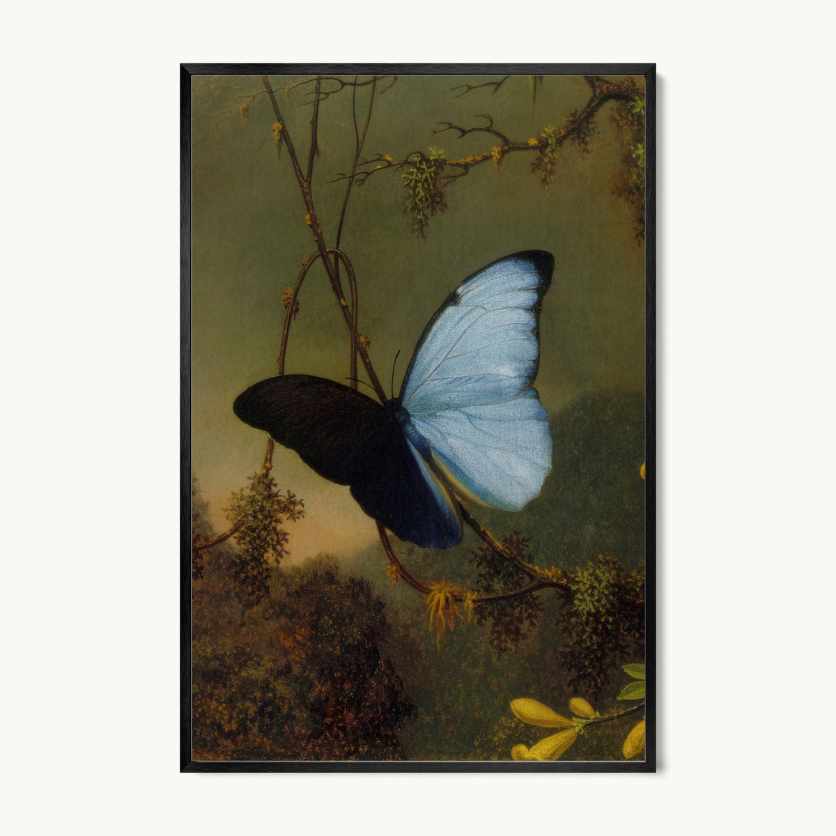 Blue Morpho Butterfly
