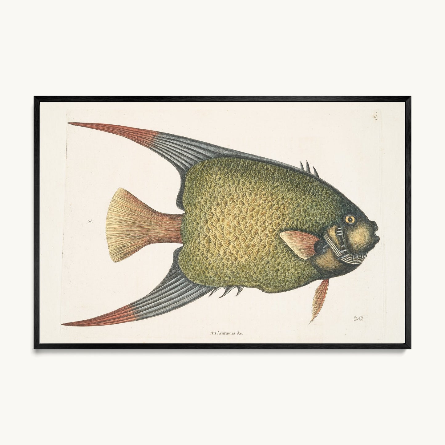 An Acarauna