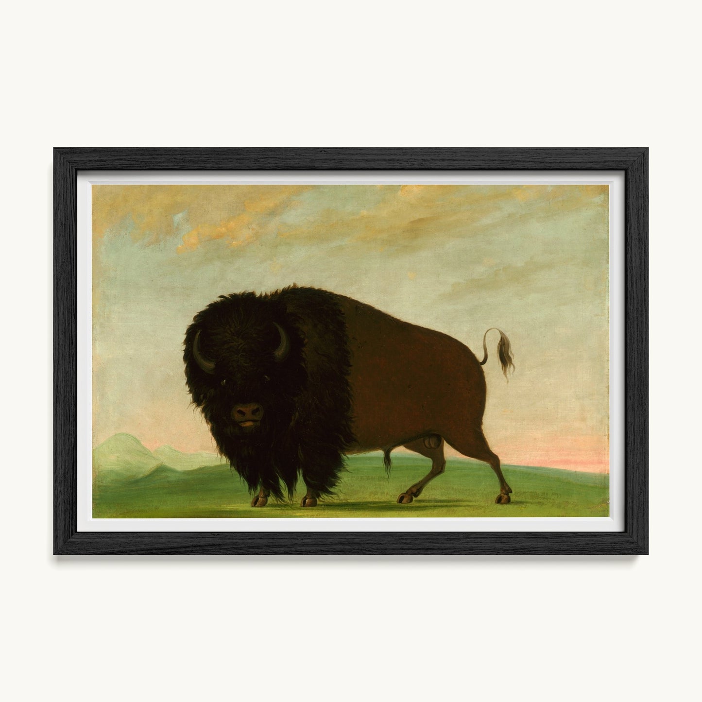 Buffalo Bull, Grazing on the Prairie