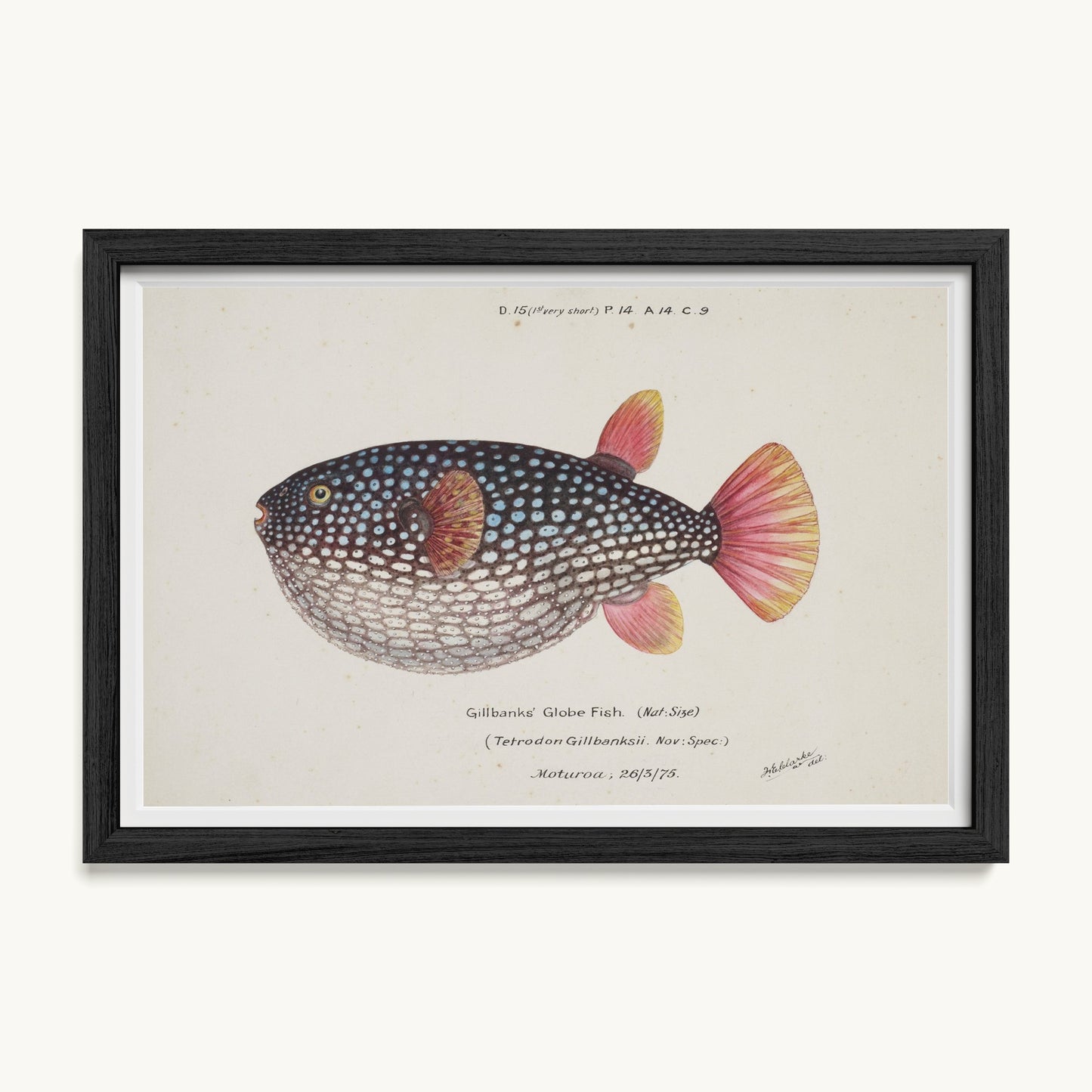 Arothron gillbanksii (Gillbanks' Globe Fish)