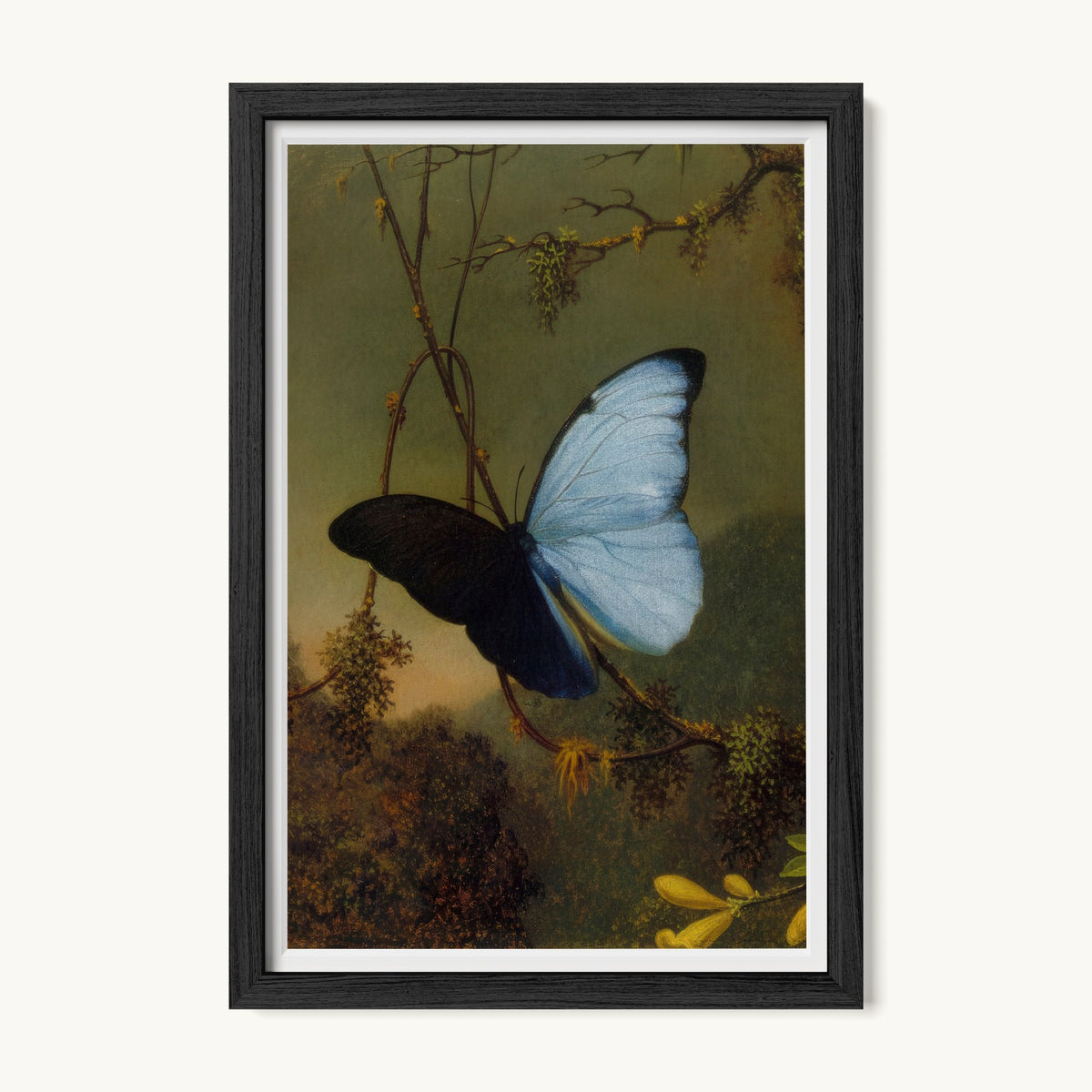 Blue Morpho Butterfly