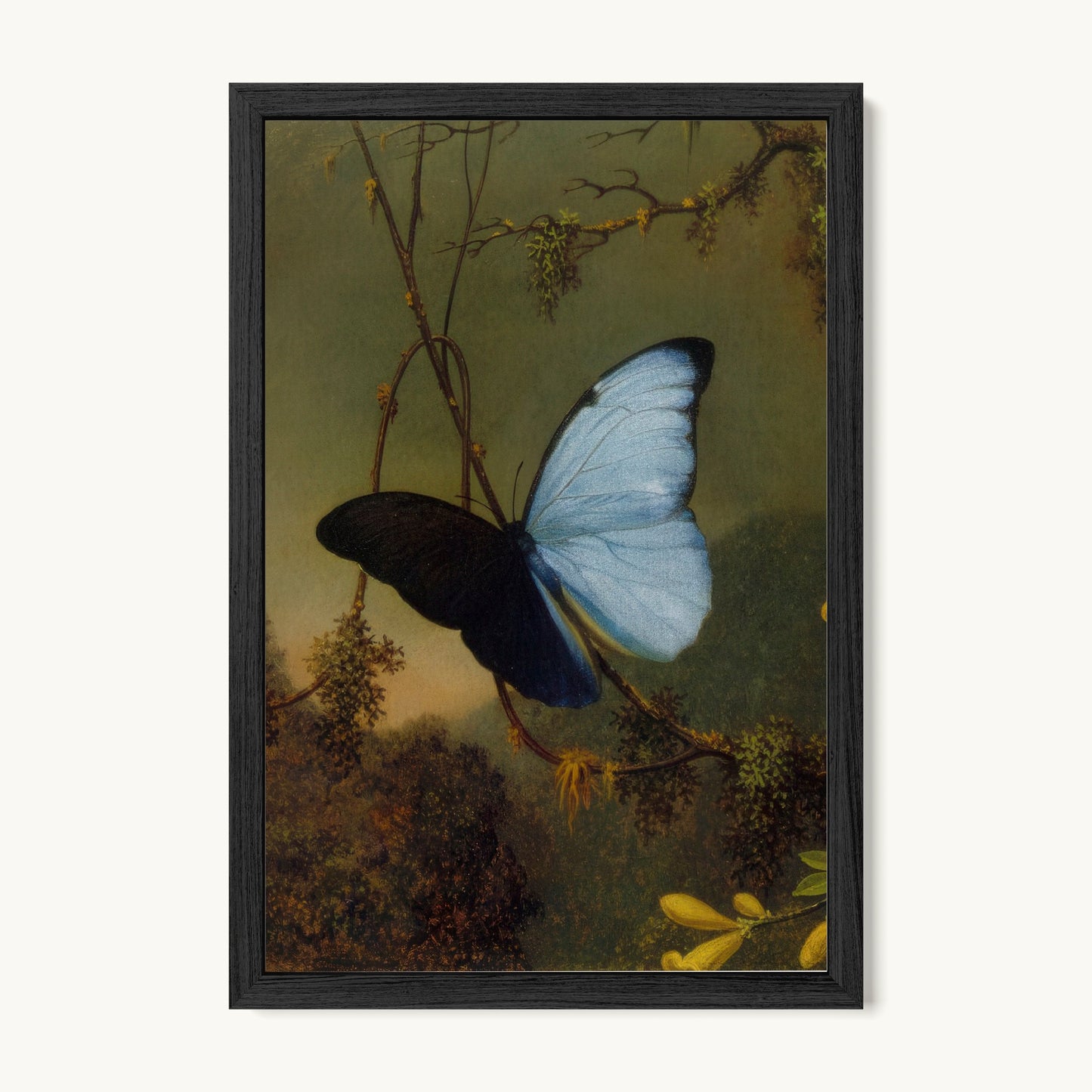 Blue Morpho Butterfly