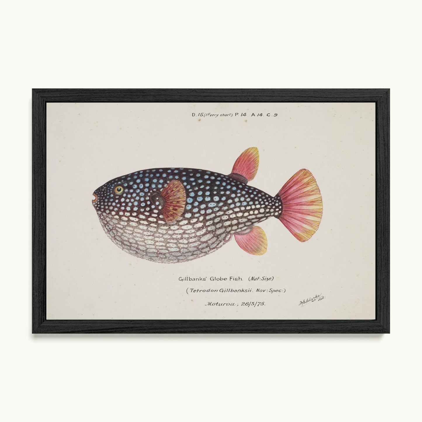 Arothron gillbanksii (Gillbanks' Globe Fish)