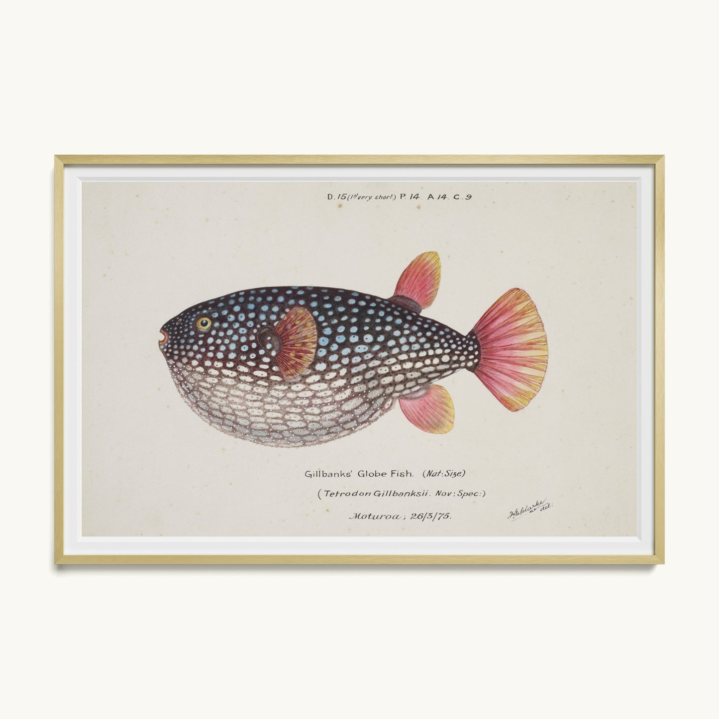 Arothron gillbanksii (Gillbanks' Globe Fish)