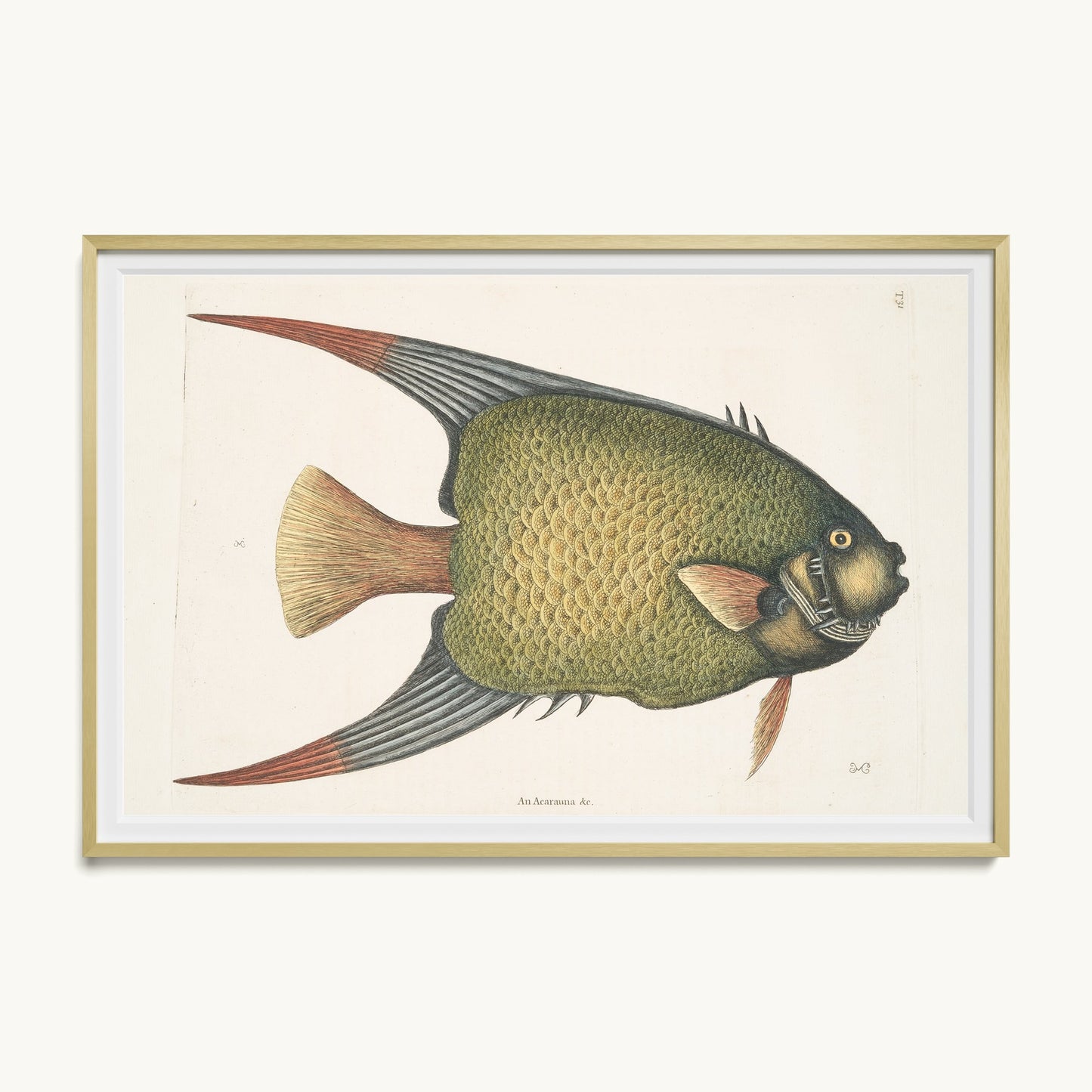 An Acarauna