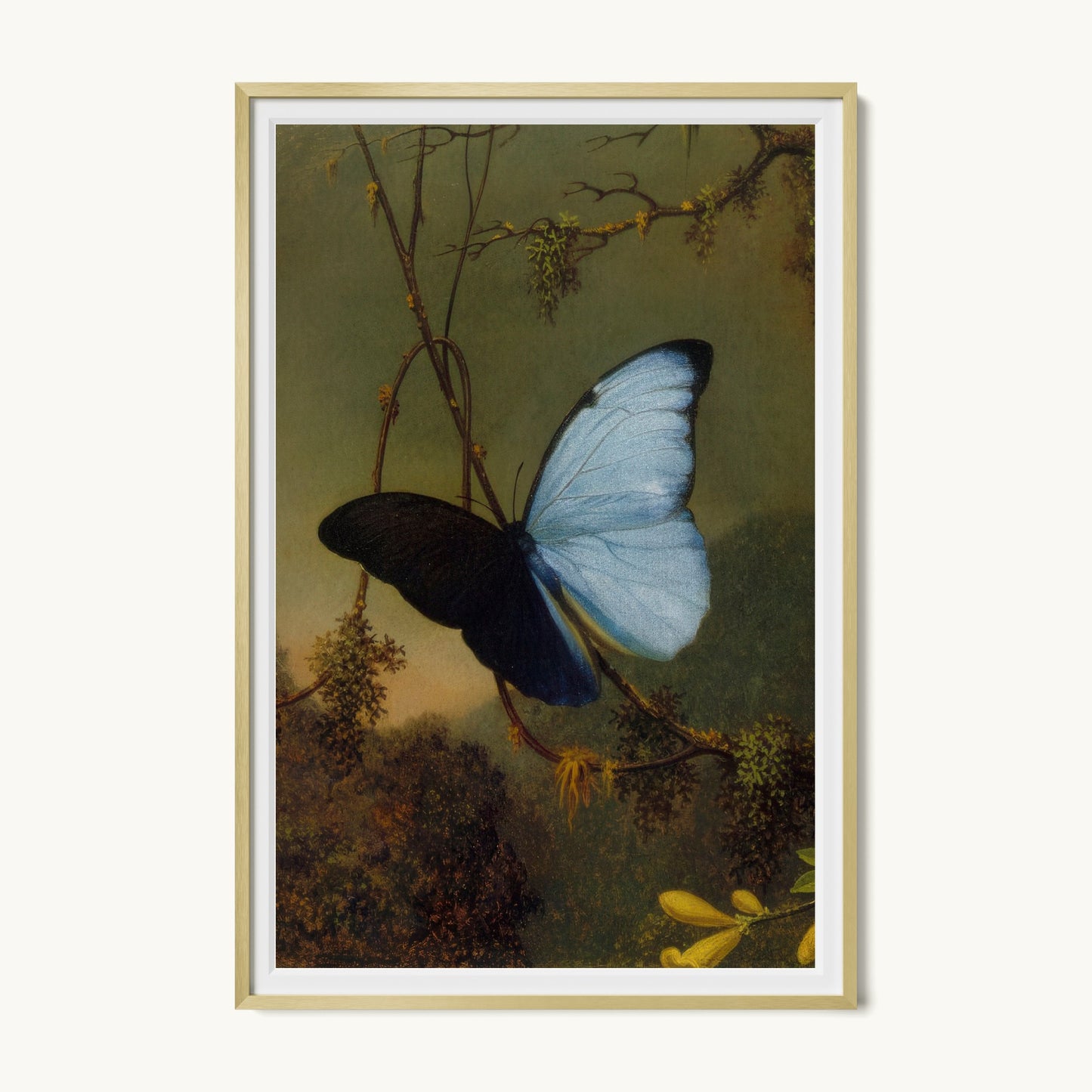 Blue Morpho Butterfly