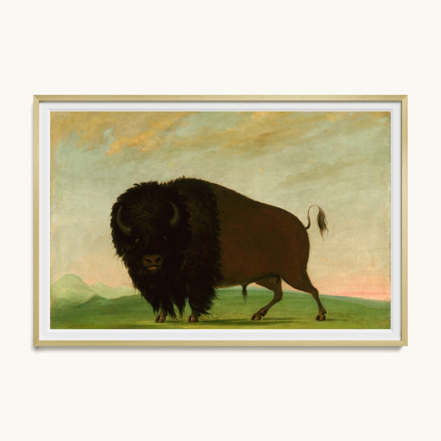 Buffalo Bull, Grazing on the Prairie