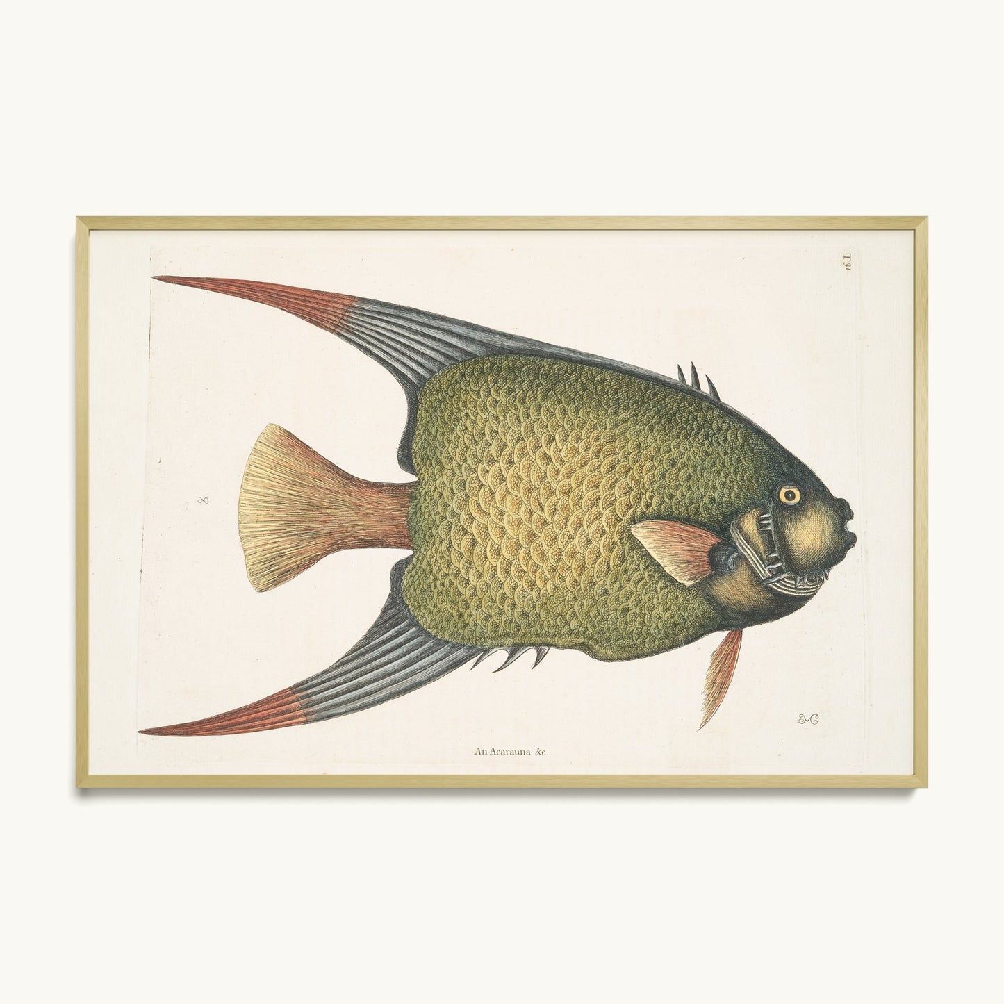An Acarauna