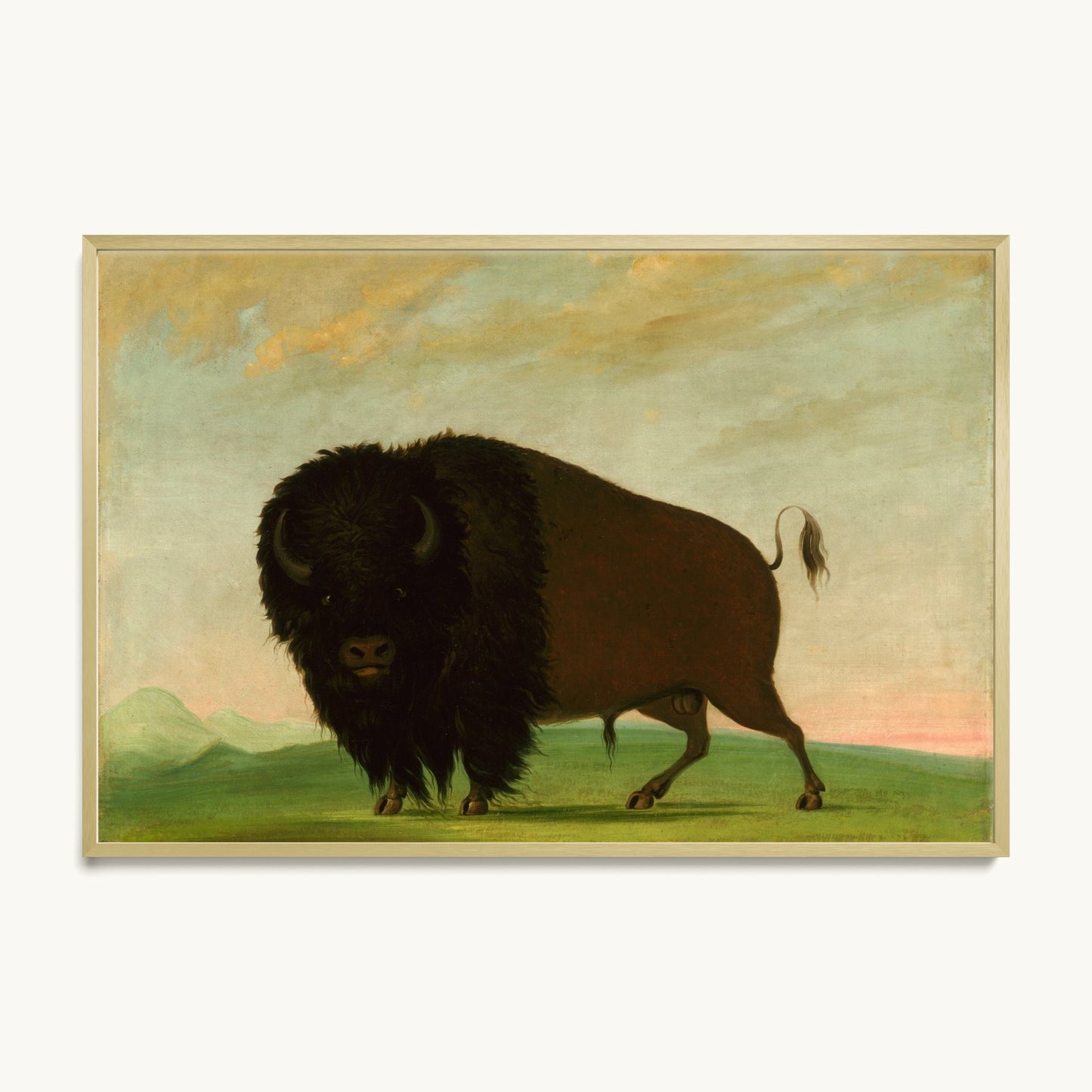 Buffalo Bull, Grazing on the Prairie