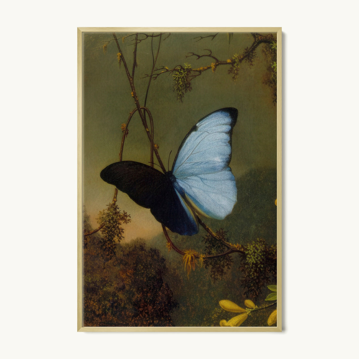 Blue Morpho Butterfly