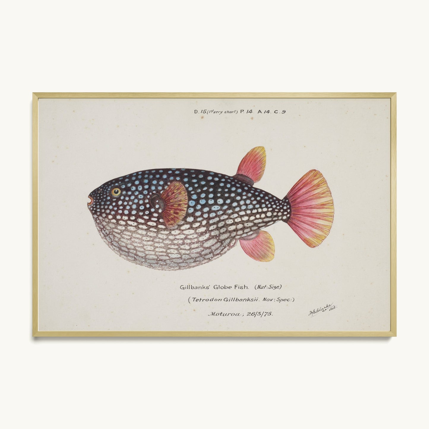 Arothron gillbanksii (Gillbanks' Globe Fish)
