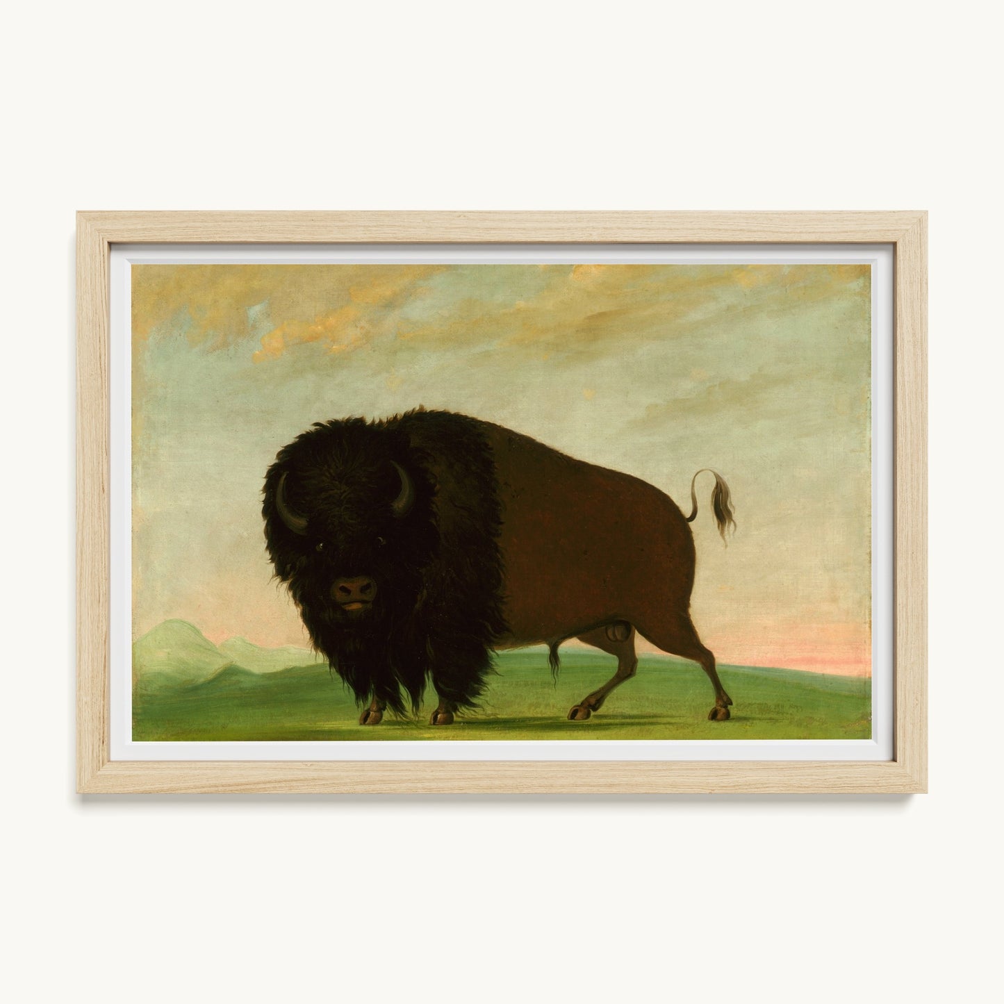 Buffalo Bull, Grazing on the Prairie