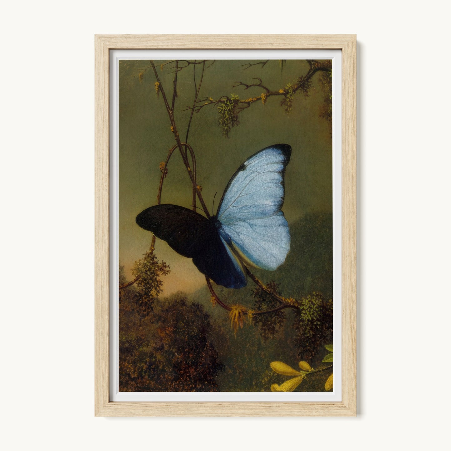 Blue Morpho Butterfly
