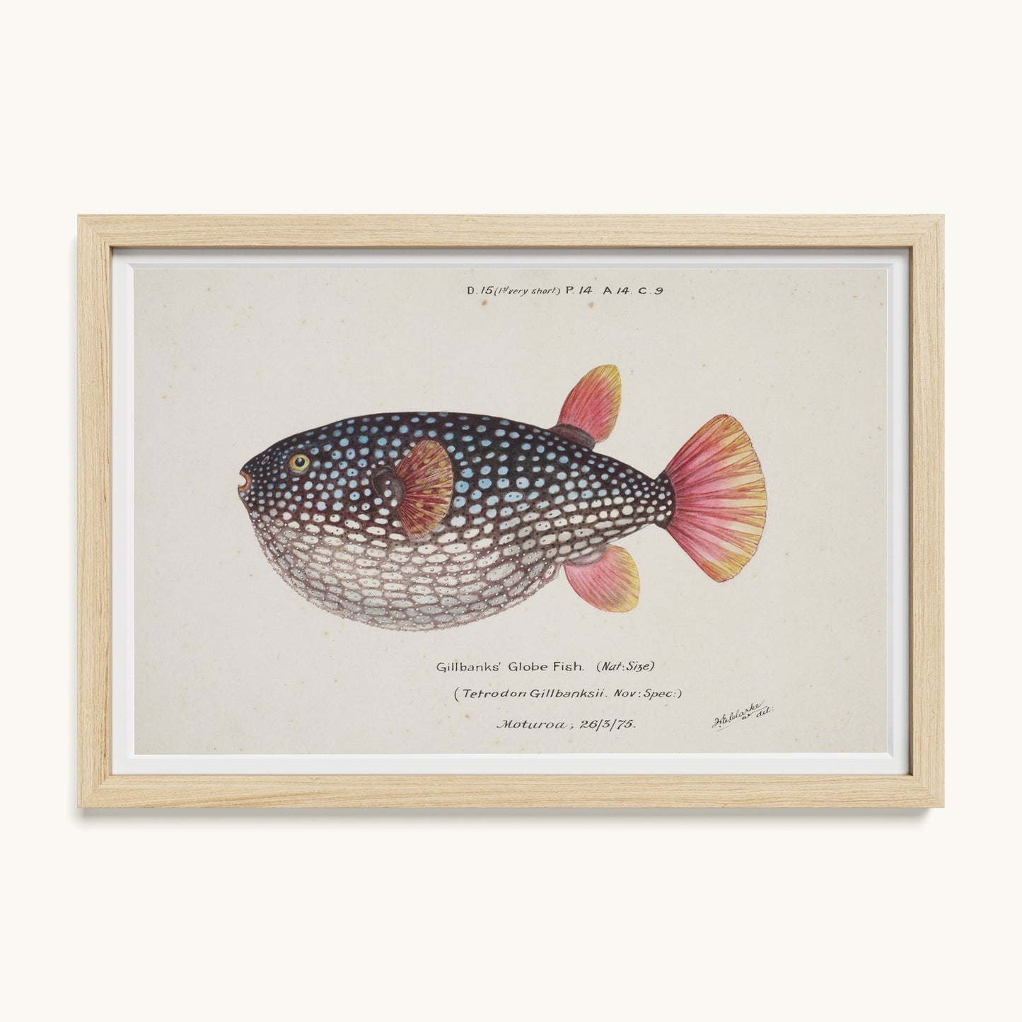 Arothron gillbanksii (Gillbanks' Globe Fish)