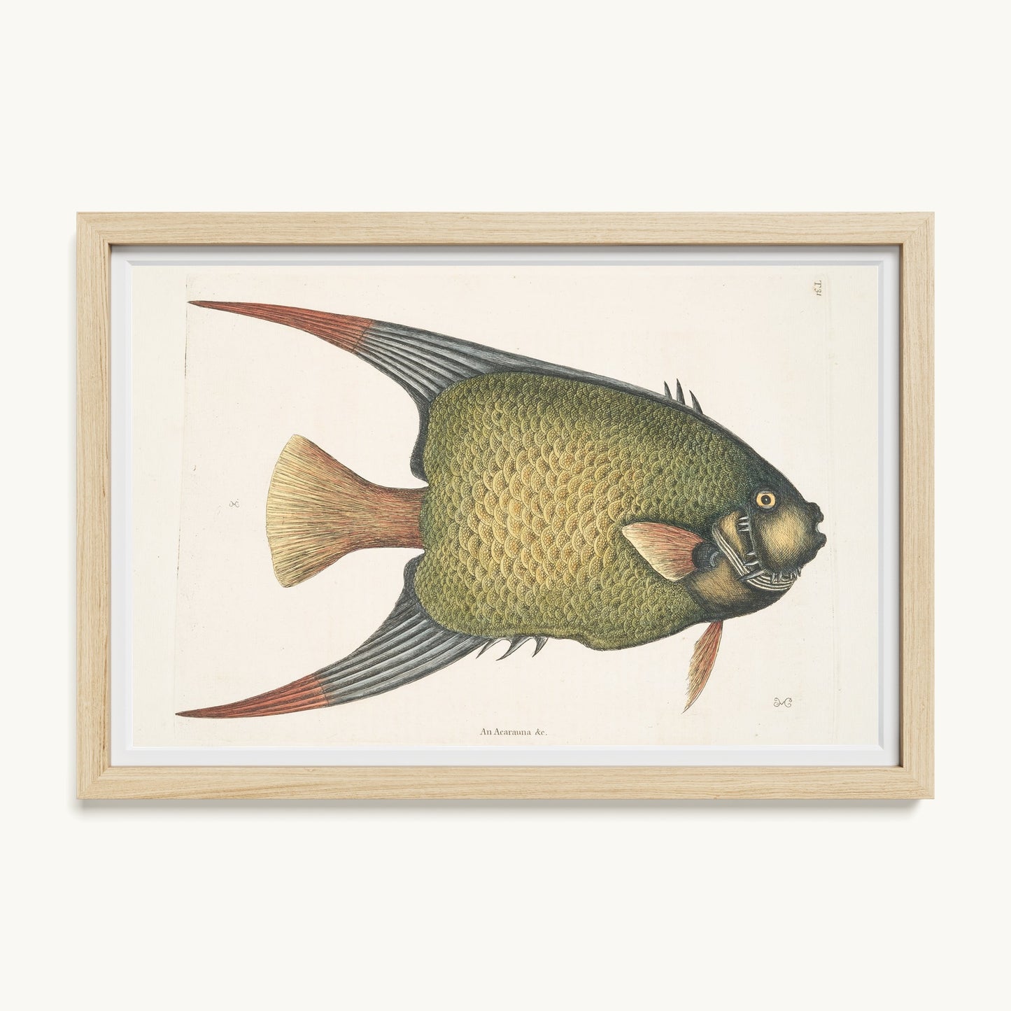 An Acarauna