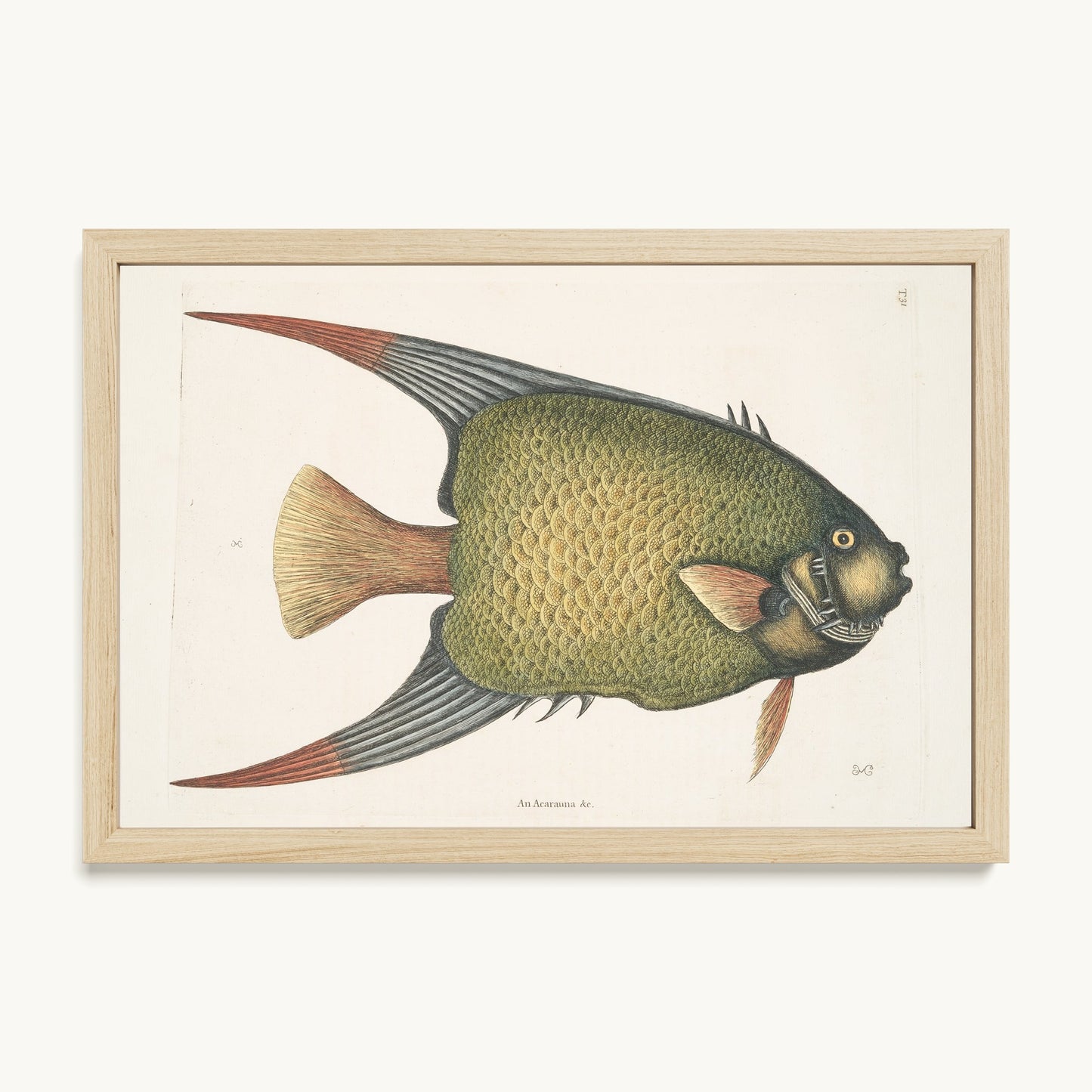 An Acarauna