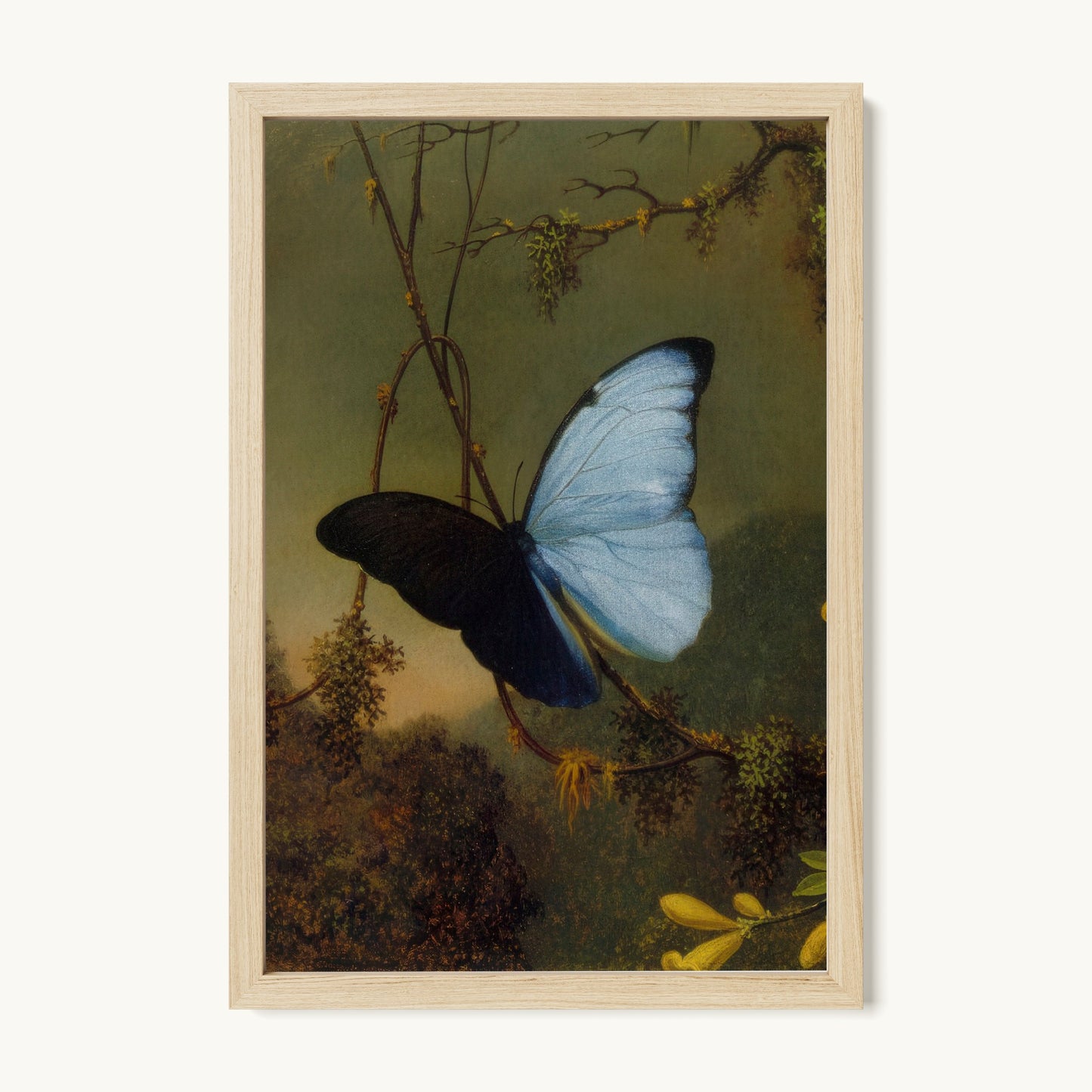 Blue Morpho Butterfly