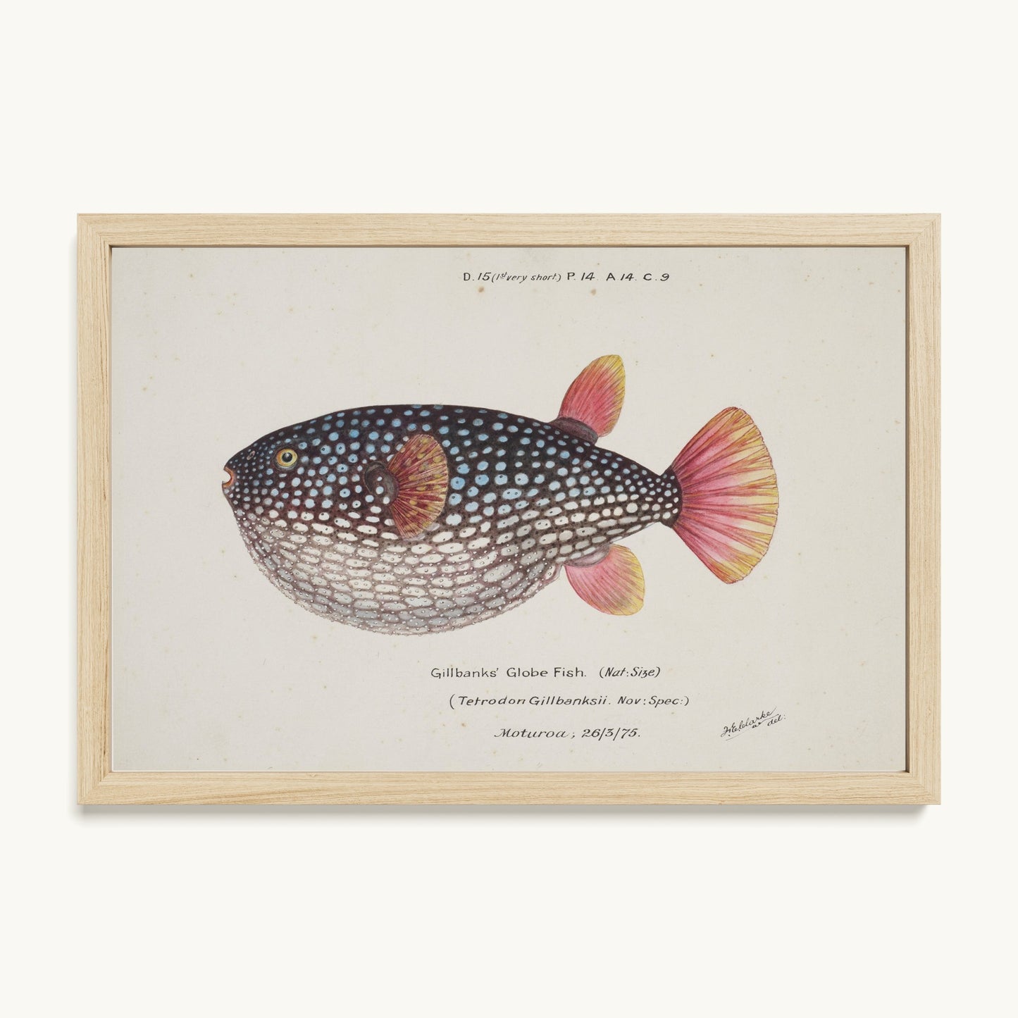 Arothron gillbanksii (Gillbanks' Globe Fish)
