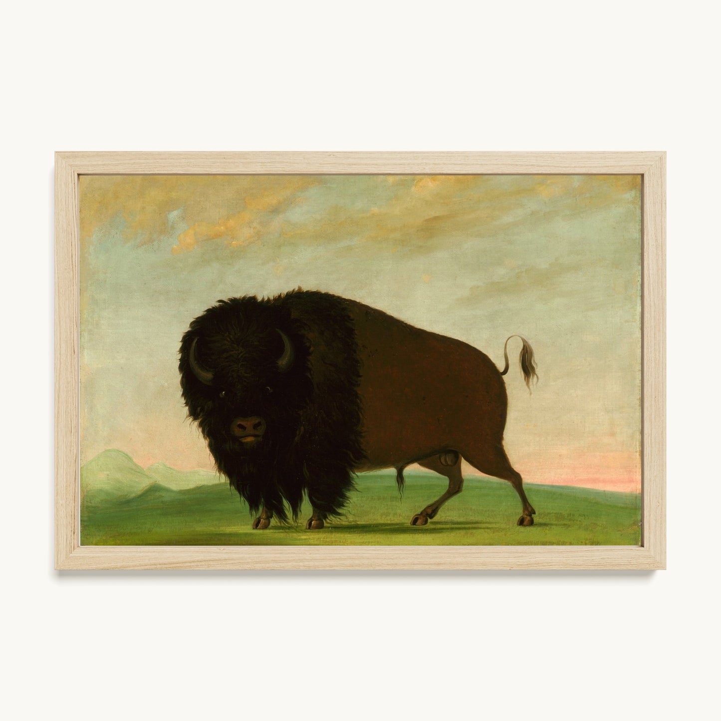 Buffalo Bull, Grazing on the Prairie