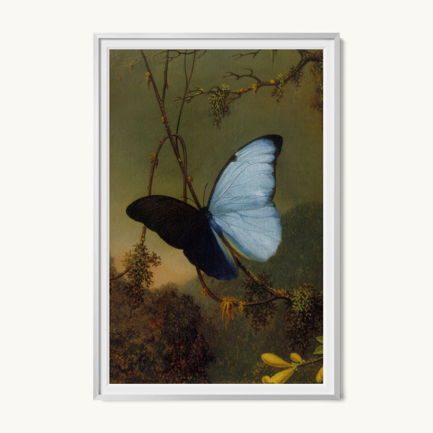 Blue Morpho Butterfly