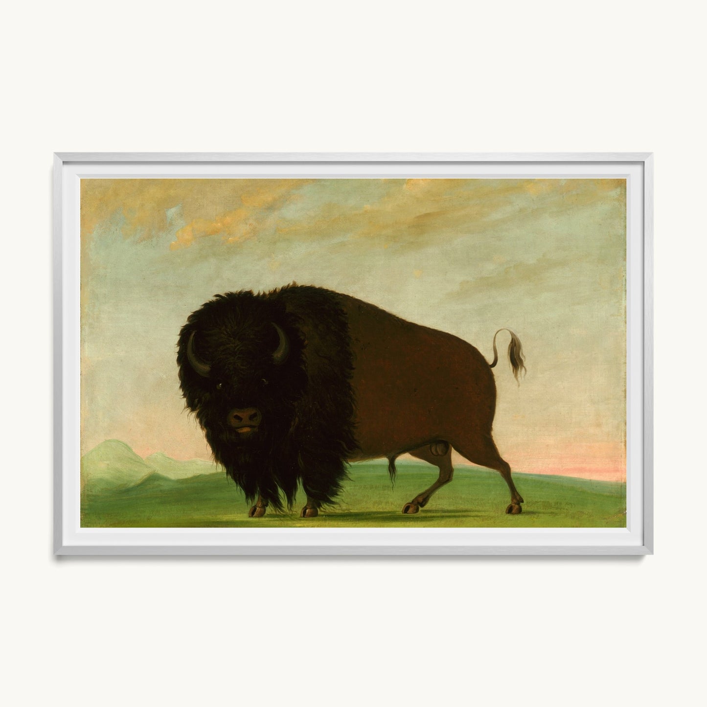 Buffalo Bull, Grazing on the Prairie