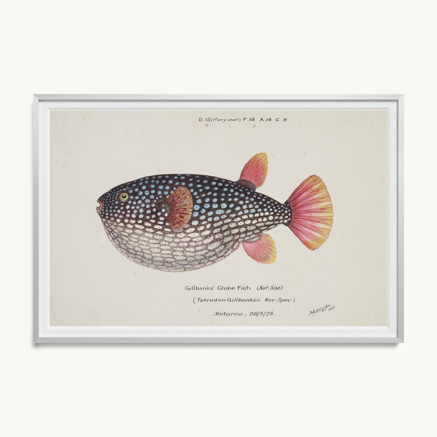Arothron gillbanksii (Gillbanks' Globe Fish)