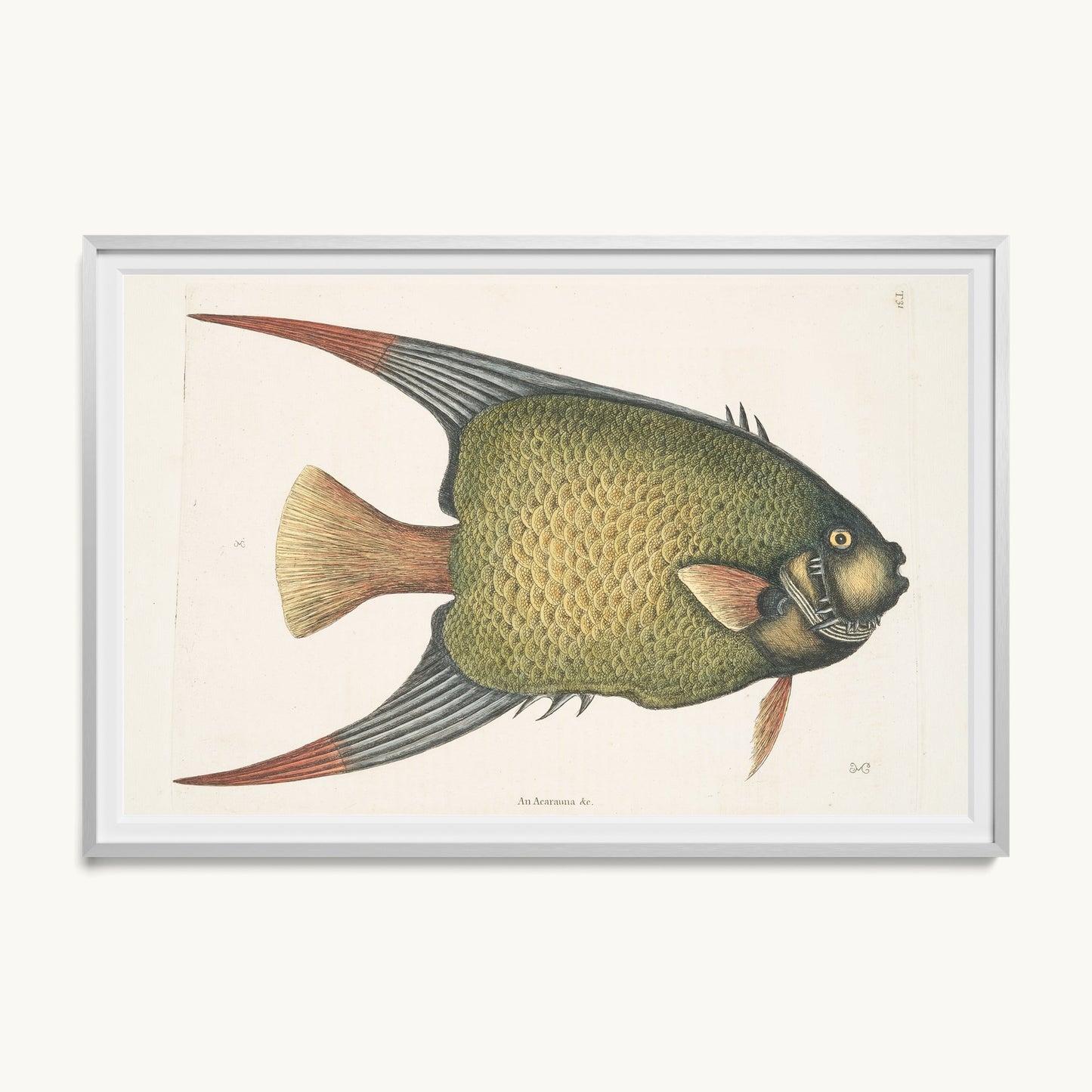 An Acarauna