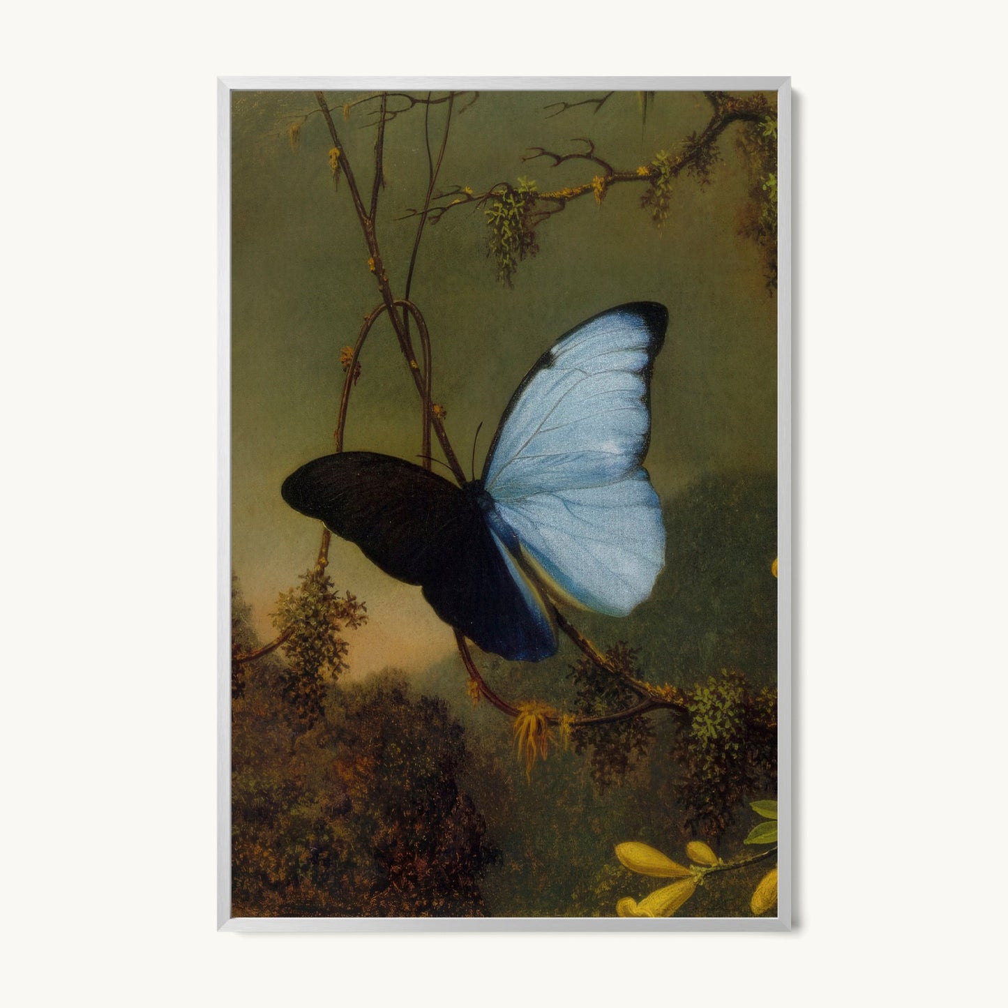 Blue Morpho Butterfly