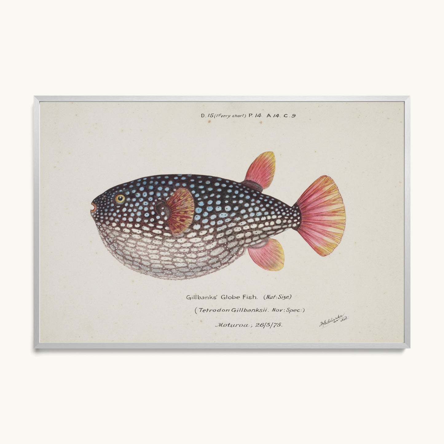 Arothron gillbanksii (Gillbanks' Globe Fish)