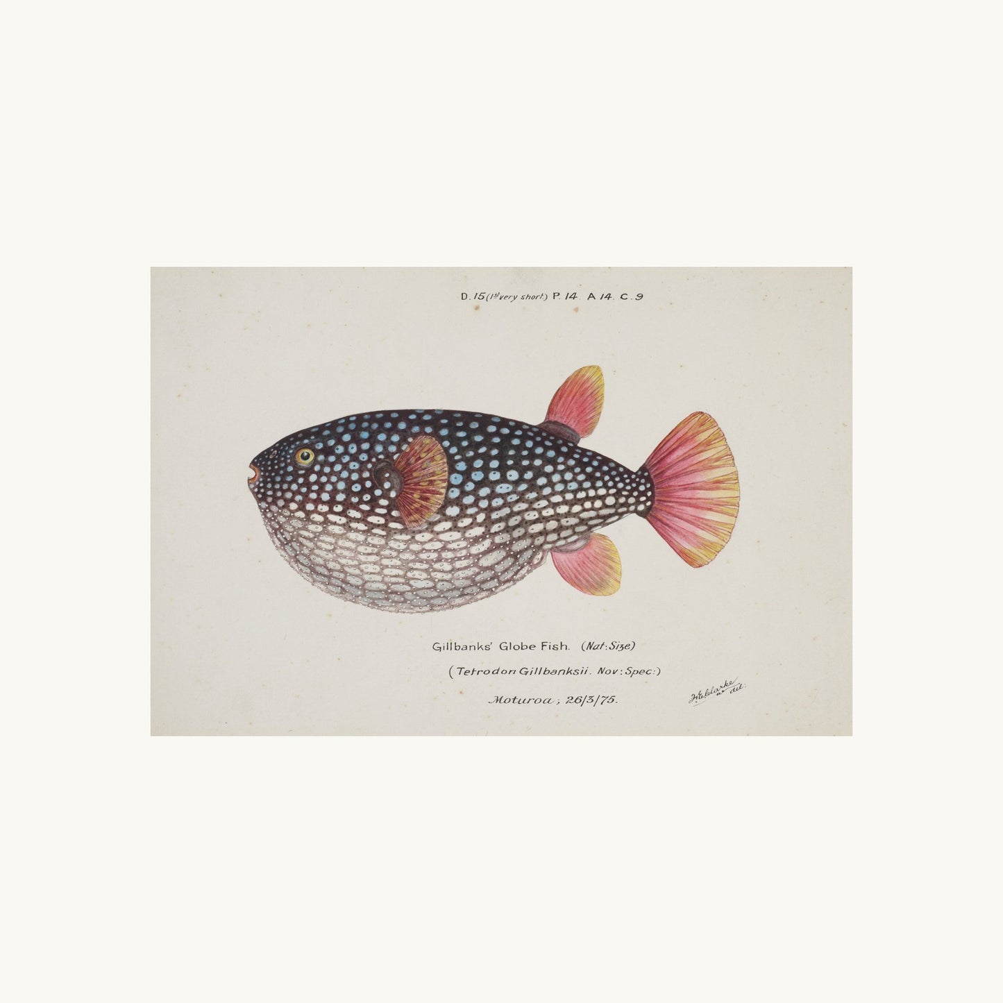 Arothron gillbanksii (Gillbanks' Globe Fish)