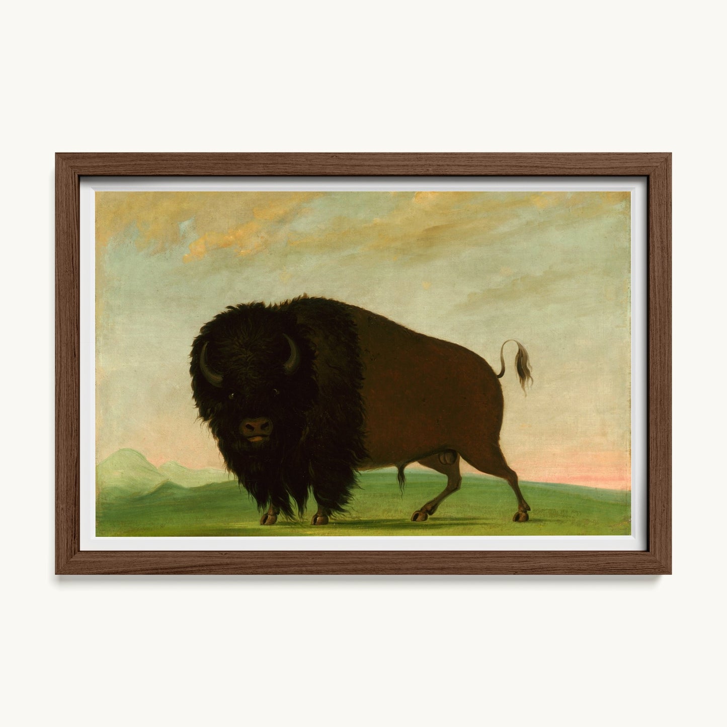 Buffalo Bull, Grazing on the Prairie