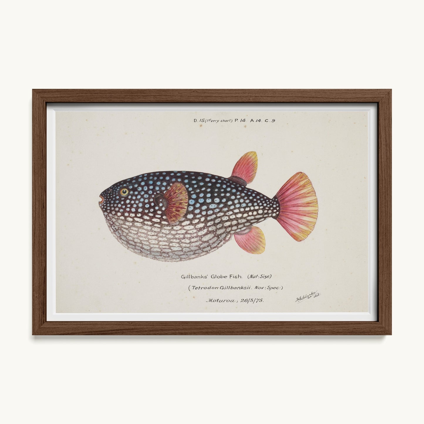 Arothron gillbanksii (Gillbanks' Globe Fish)
