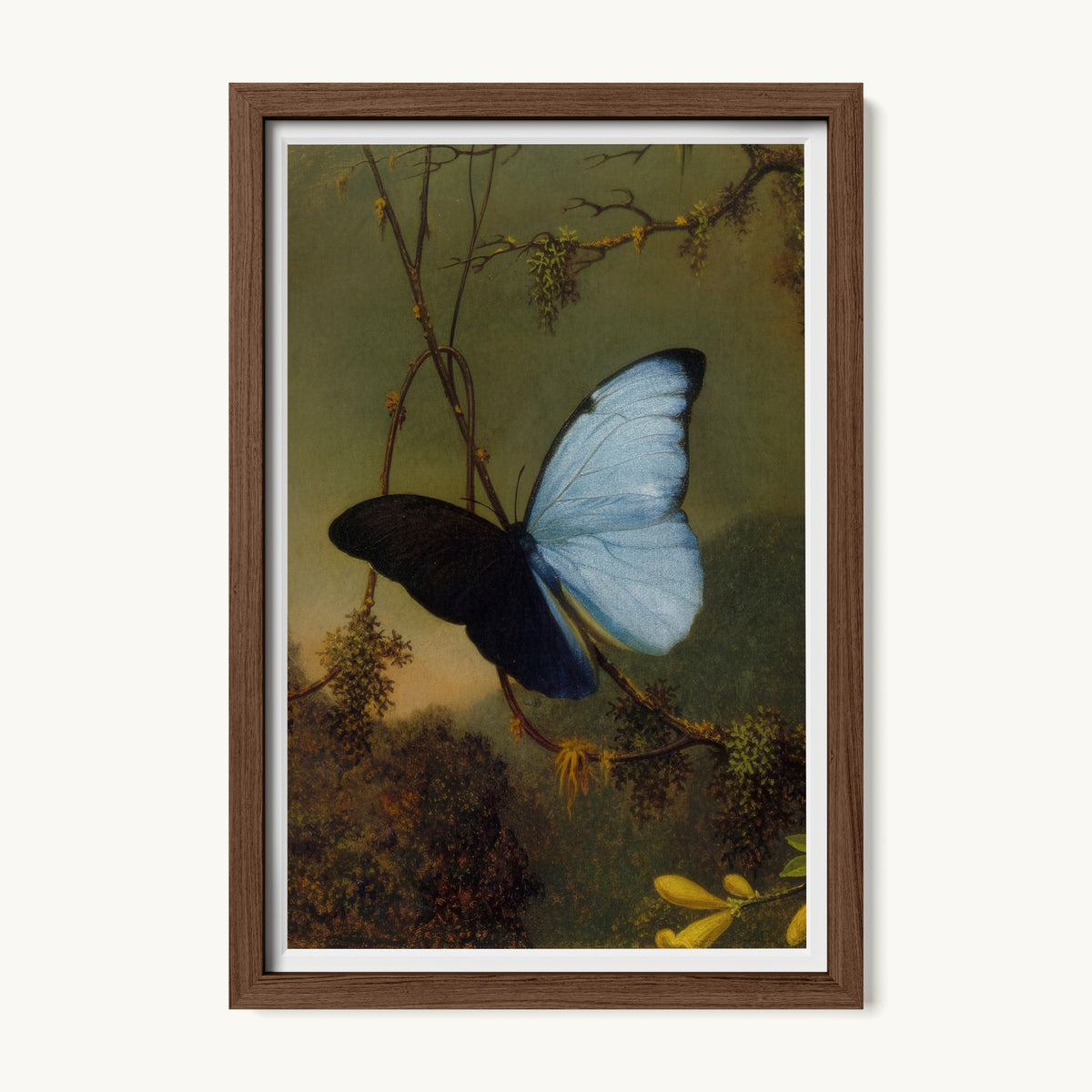 Blue Morpho Butterfly