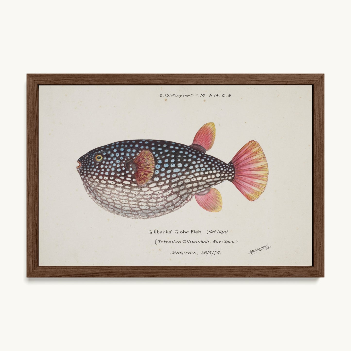 Arothron gillbanksii (Gillbanks' Globe Fish)