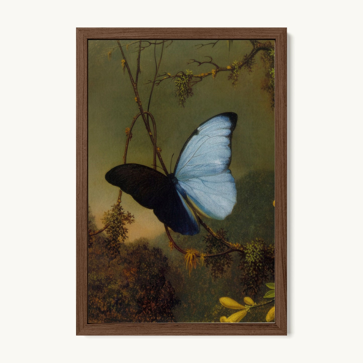 Blue Morpho Butterfly