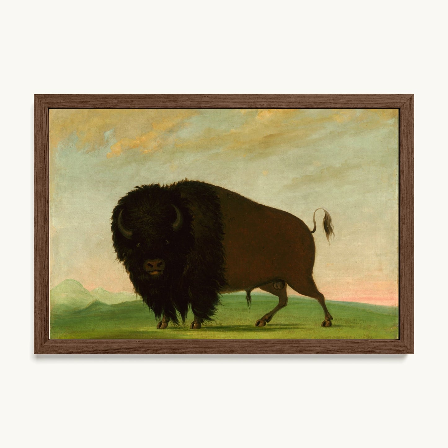 Buffalo Bull, Grazing on the Prairie
