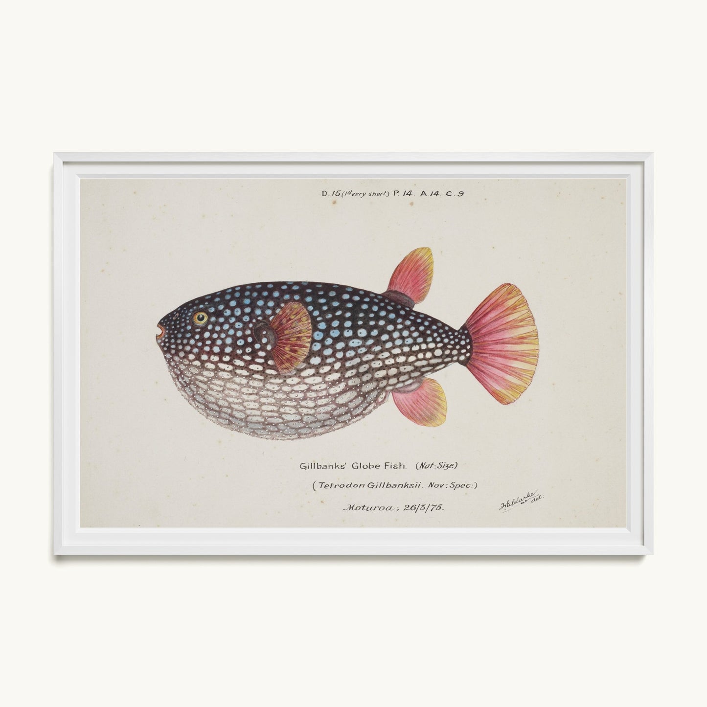Arothron gillbanksii (Gillbanks' Globe Fish)