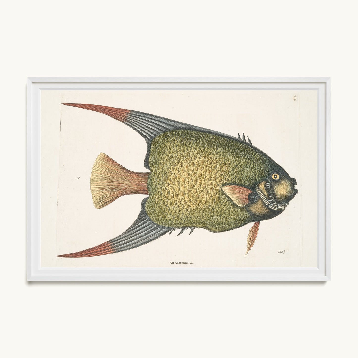 An Acarauna