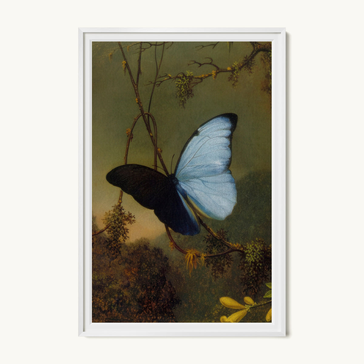 Blue Morpho Butterfly