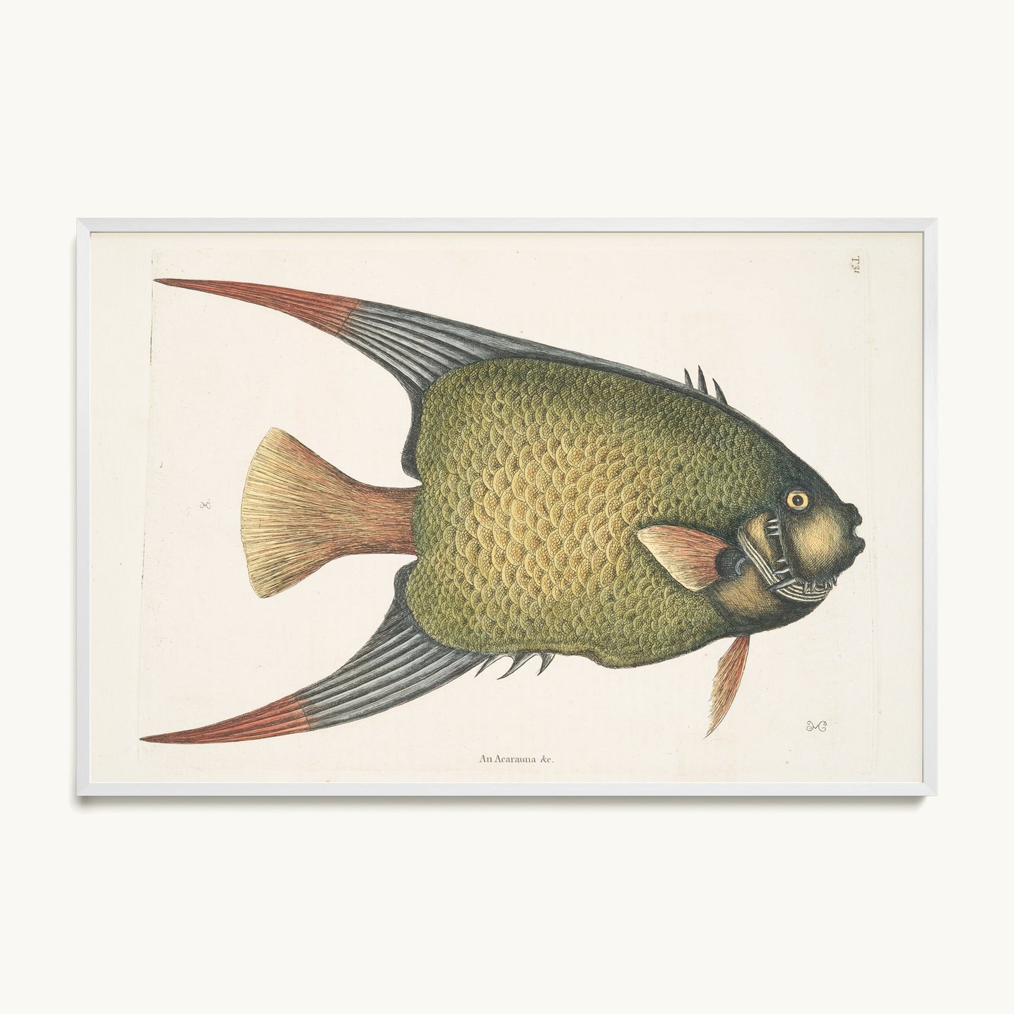 An Acarauna