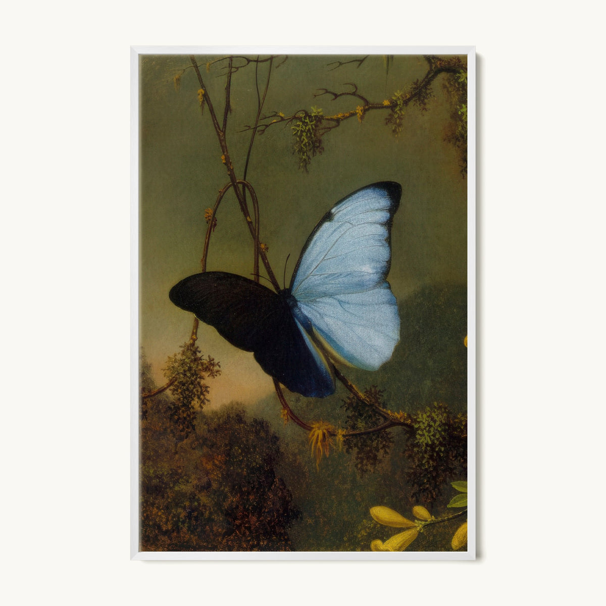 Blue Morpho Butterfly