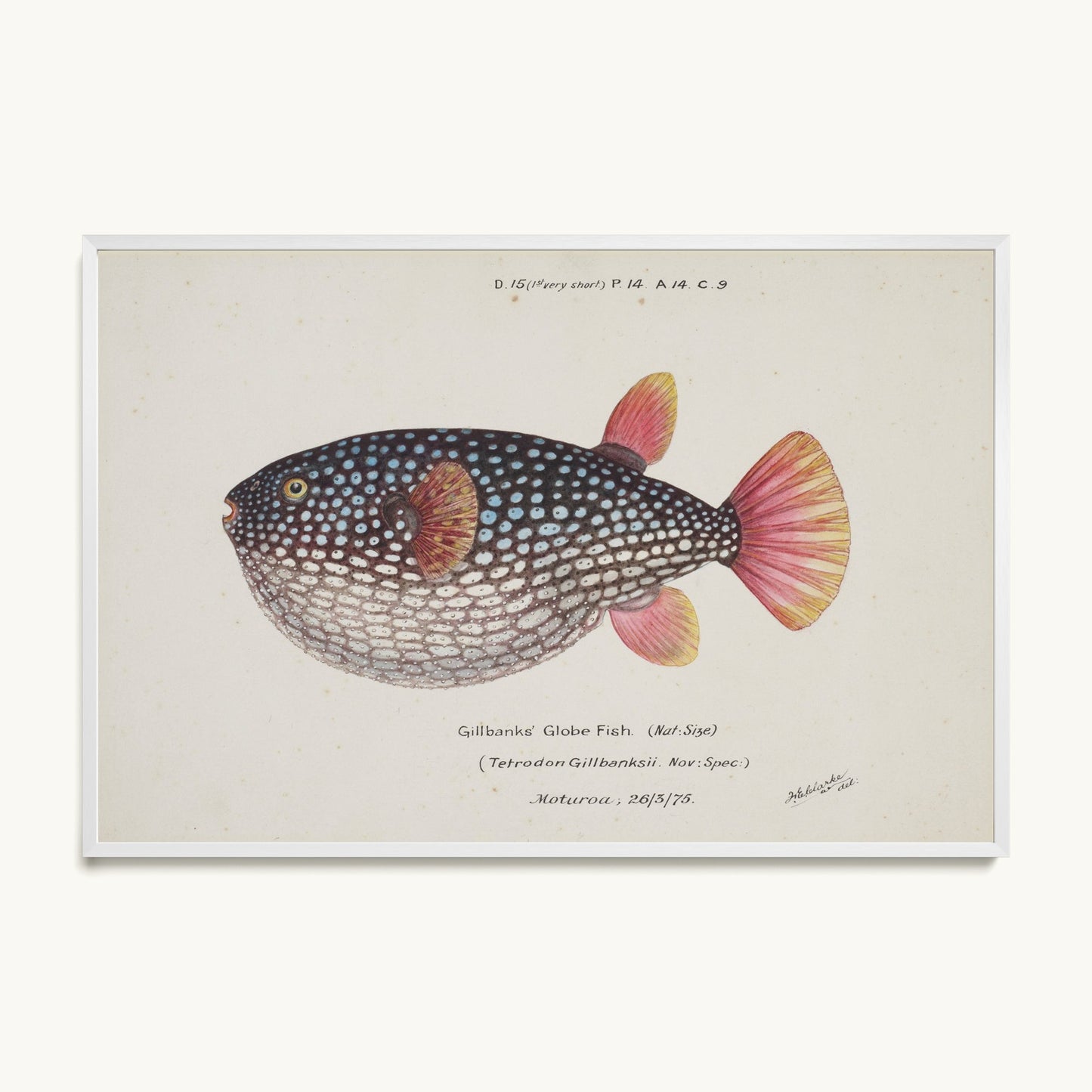 Arothron gillbanksii (Gillbanks' Globe Fish)