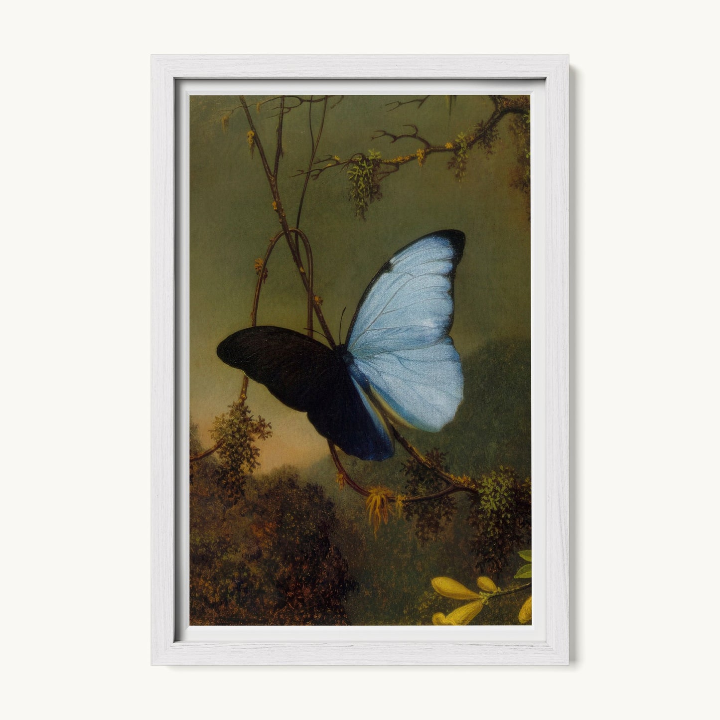 Blue Morpho Butterfly