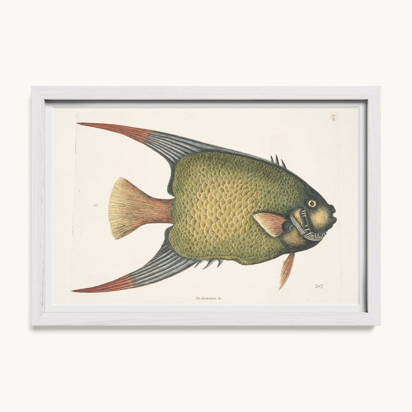 An Acarauna