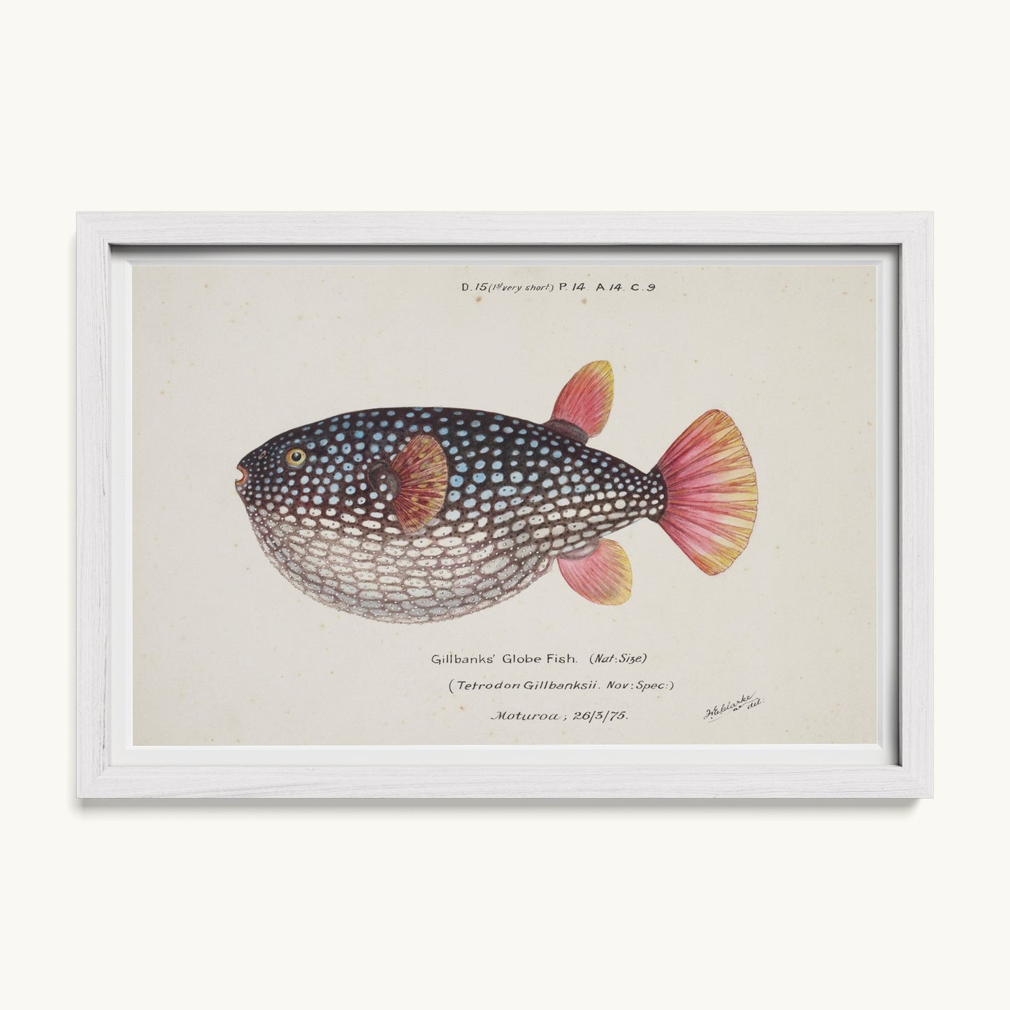 Arothron gillbanksii (Gillbanks' Globe Fish)