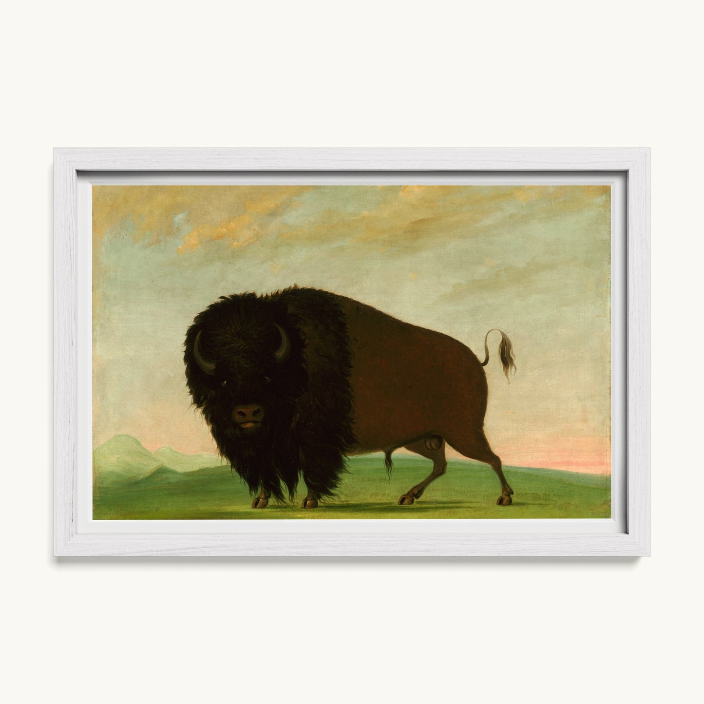 Buffalo Bull, Grazing on the Prairie
