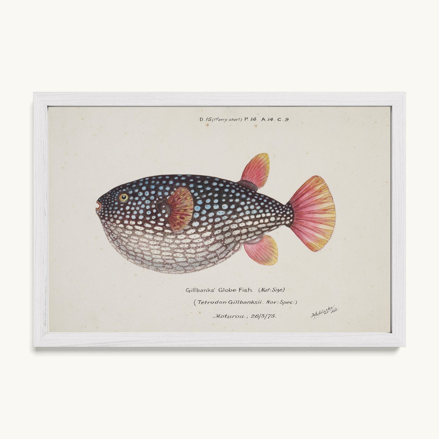 Arothron gillbanksii (Gillbanks' Globe Fish)